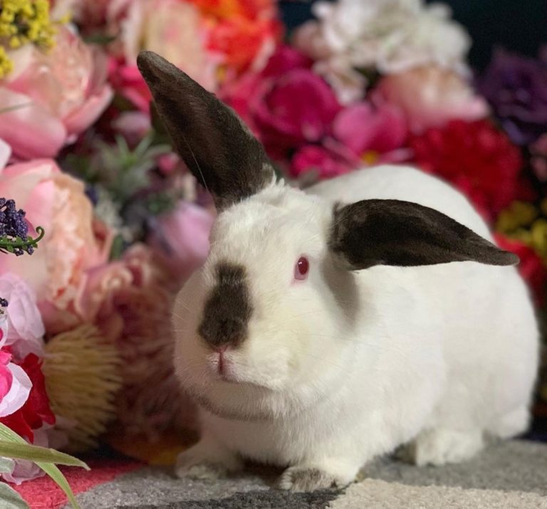 About us Bunny Buddies