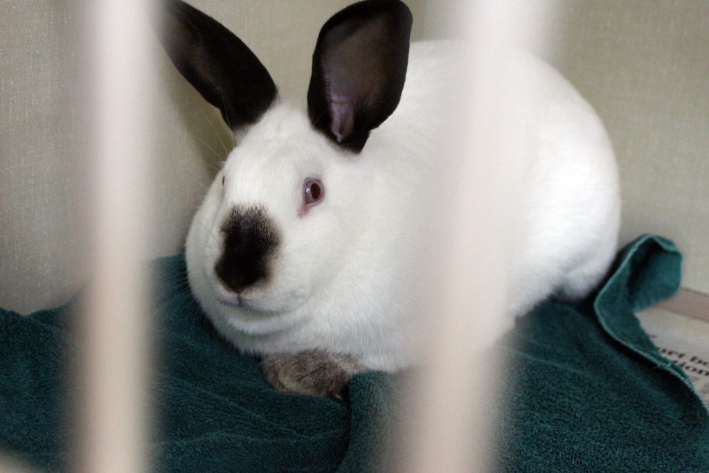 Rehoming a rabbit Bunny Buddies