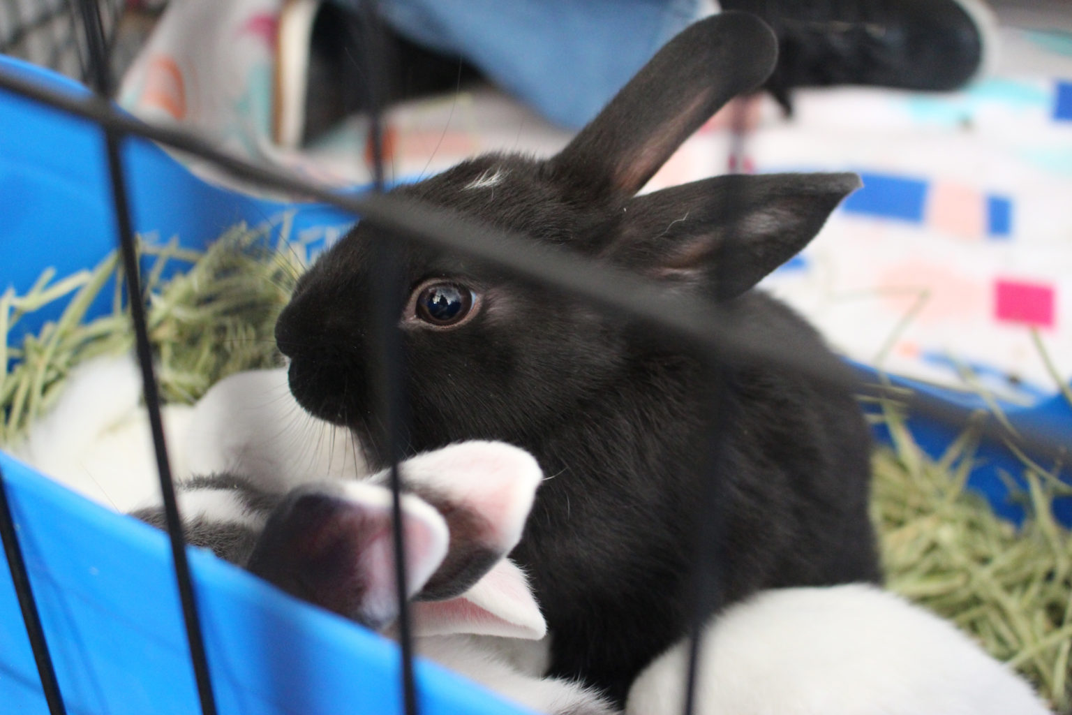 Foster - Bunny Buddies