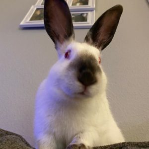 Adopting a rabbit such as this Californian girl Blanche saves the lives of two bunnies