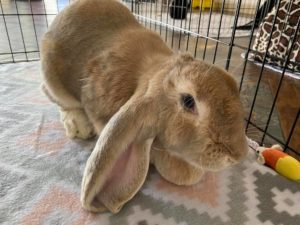 Fawn-colored English lop rabbit Hazel