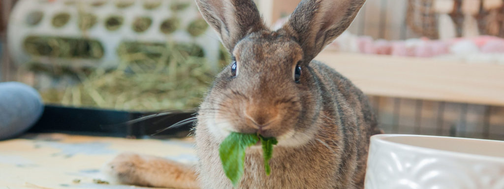 Critter Corner: Pet rabbits need mental stimulation and exercise