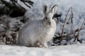 snowshoe-hare-1100831 1920